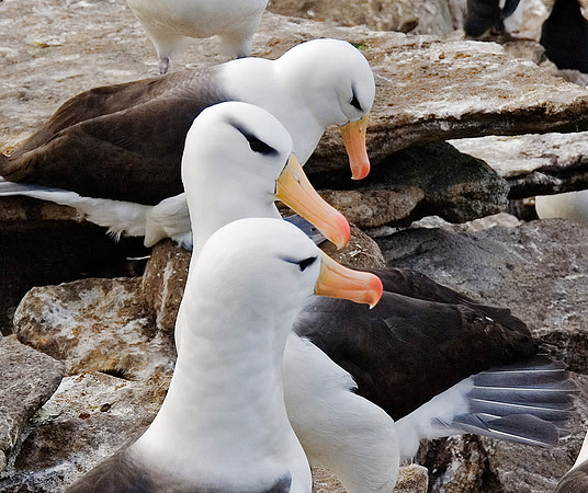 Black-browed Albatross 0875