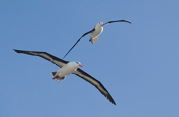Black-browed Albatross 1152