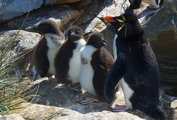 Rockhopper Penguins 0744