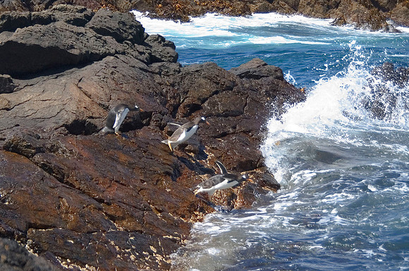 Gentoo Penguins divng into the sea 1592