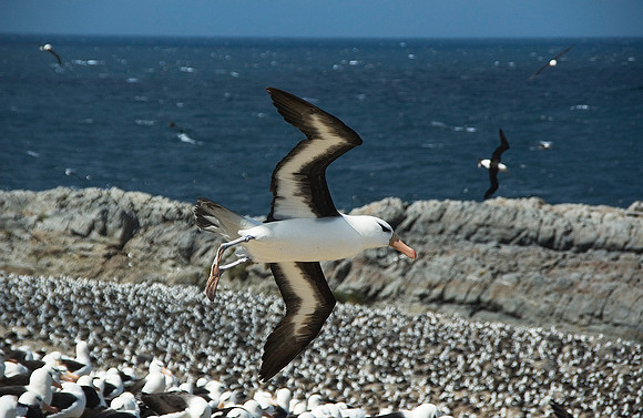 Black-browed Albatross nesting, Steeple Jason Island 1357