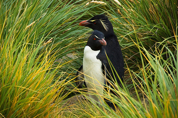 Rockhopper Penguins 0924