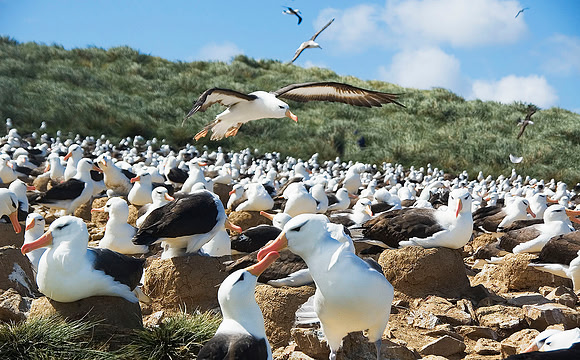 Black-browed Albatross nesting, Steeple Jason Island 1434