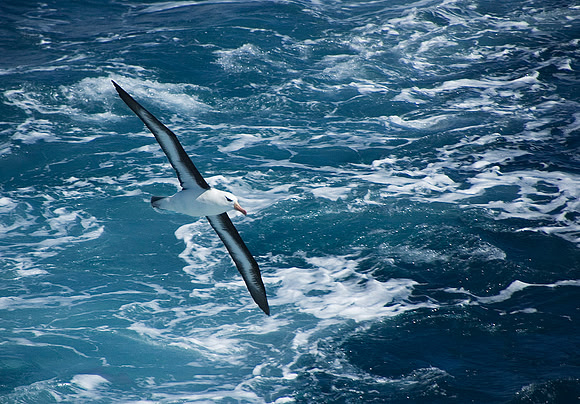 Black-browed Albatross 0131
