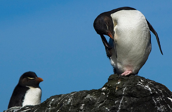 Rockhopper Penguins 0263