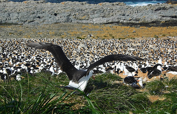 Black-browed Albatross nesting, Steeple Jason Island 1145