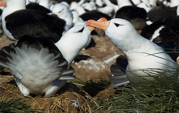 Black-browed Albatross 1225