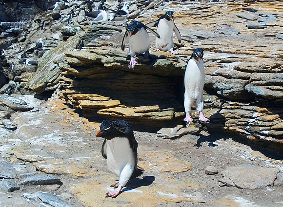 Rockhopper Penguins 0481