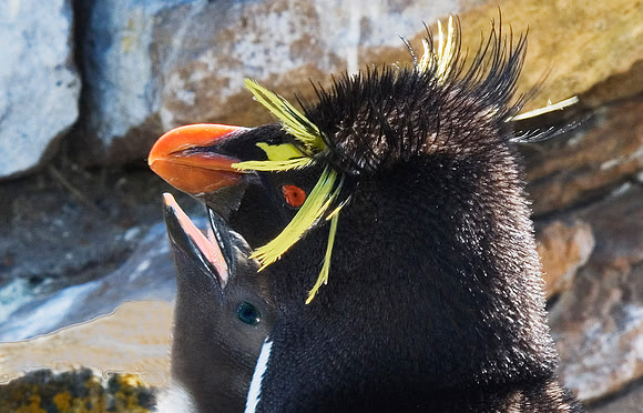 Rockhopper Penguins 0741