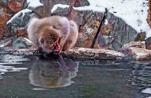 Snow Monkeys, Nagano 05194
