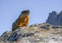 Yellow Bellied Marmot