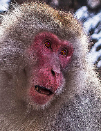 Snow Monkeys, Nagano 05225