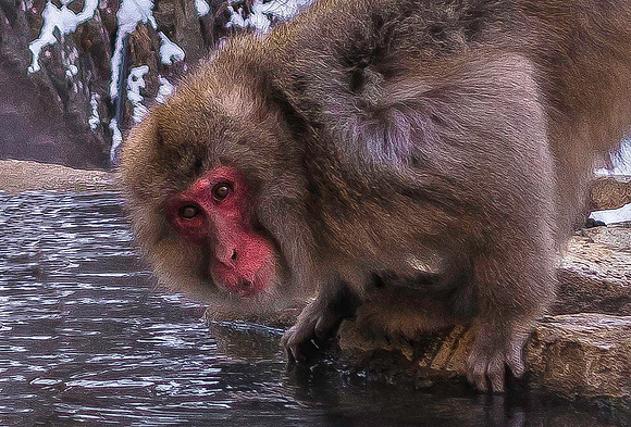Snow Monkeys, Nagano 05221