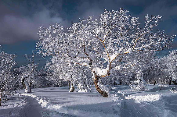 Niseko, Hokkaido 05133