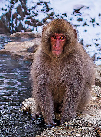 Snow Monkeys, Nagano 05227