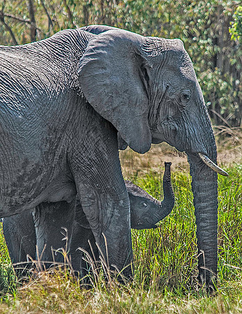 Elephant mother and baby 2588