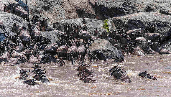 Wildebeest crossing the Mara River 2684