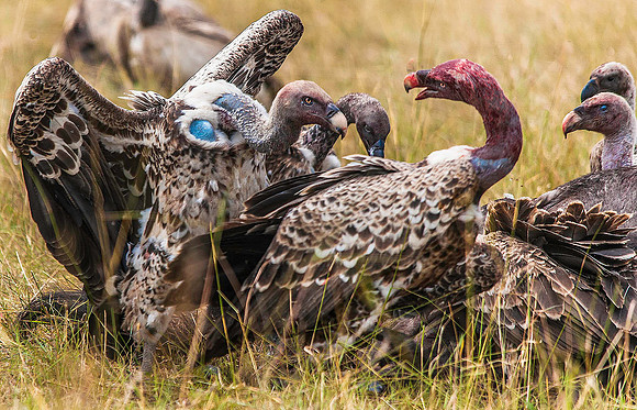 White-headed Vulture 3014