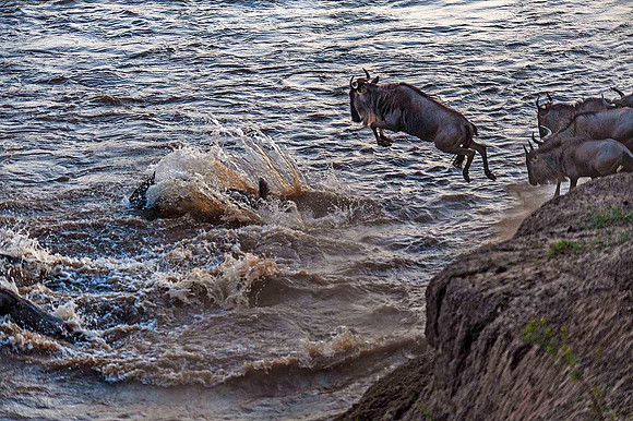 Wildebeest jumping into Mara River 3062