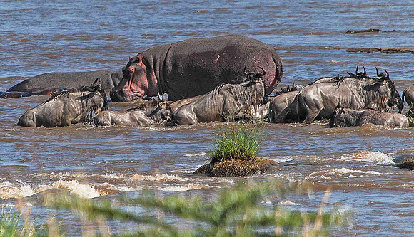Wildebeest crossing by Hippos 2820