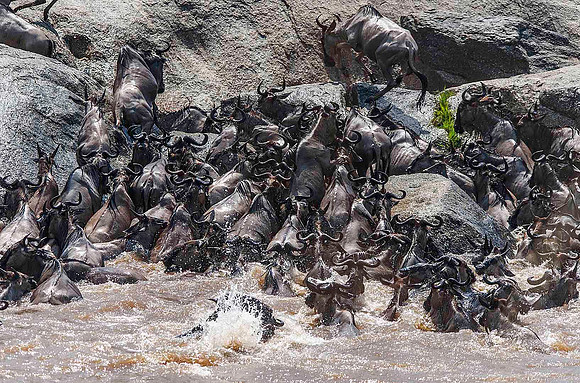 Wildebeest crossing the Mara River 2677
