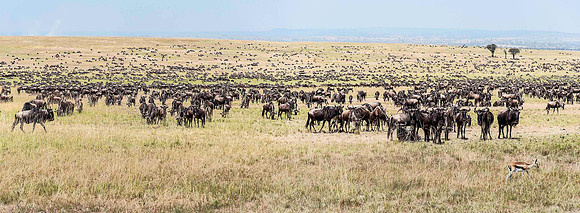 Wildebeest migration, Kogatende, Serengeti 3267