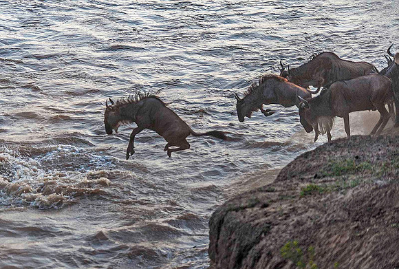 Wildebeest jumping into Mara River 3068