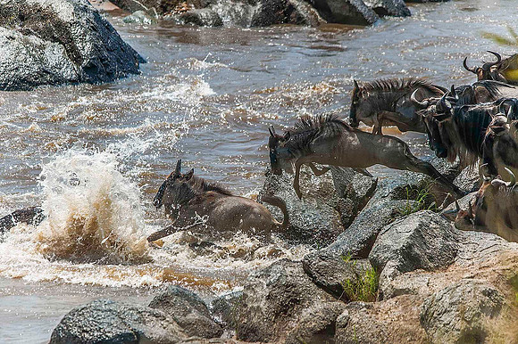 Wildebeest jumping into Mara River 2689