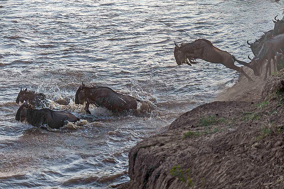 Wildebeest jumping into Mara River 3081