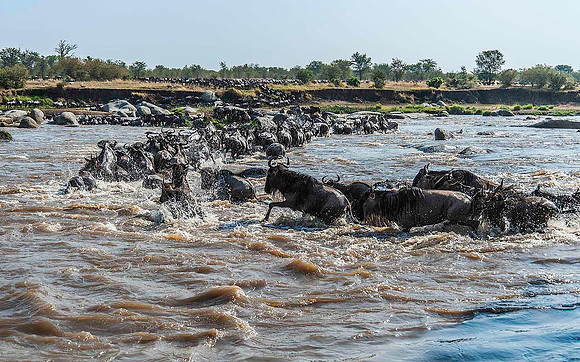 Wildebeest crossing Mara River 2788
