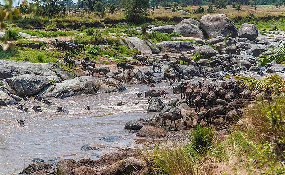 Wildebeest crossing the Mara River 2675