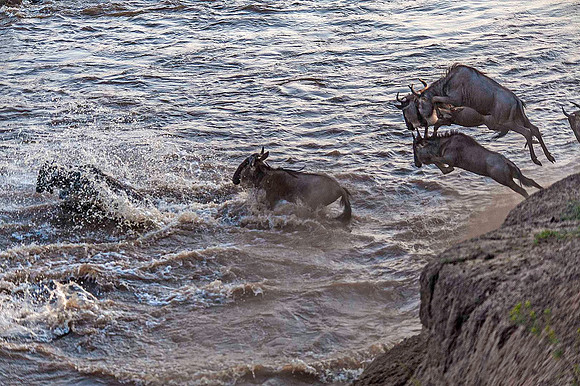 Wildebeest jumping into Mara River 3064
