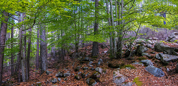 Near Evisa 3092