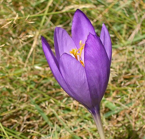 Crocus, Pyrenees 0768