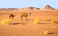 Sahara Desert 0678