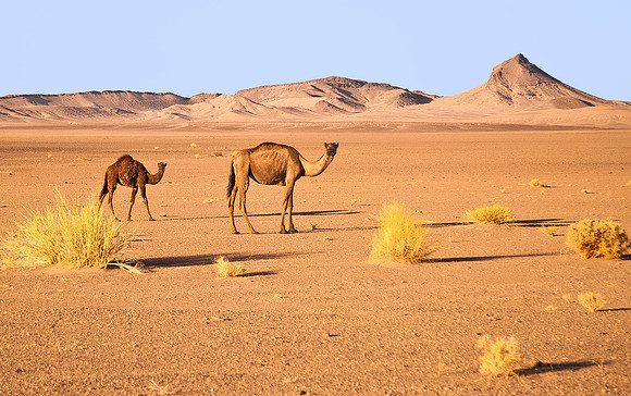 Sahara Desert 0678