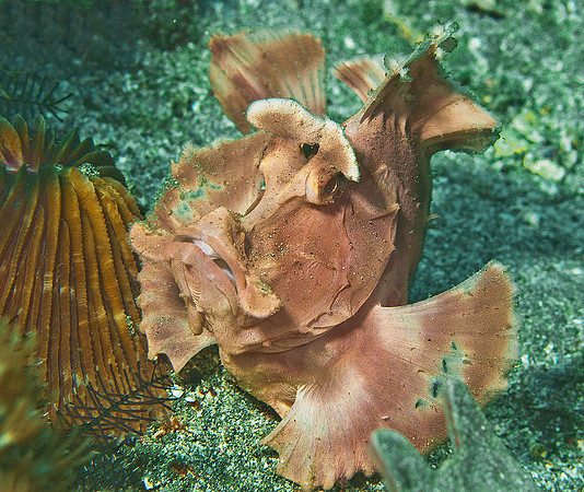 Rhinopius 5497
