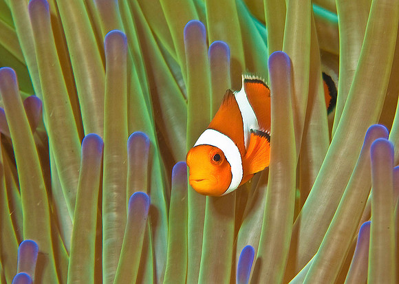 Anemonefish 5261