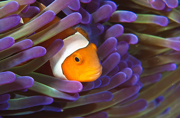 Anemonefish 5279