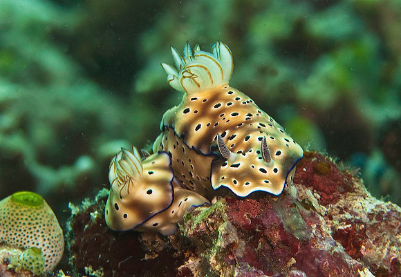 Nudibranch 4509