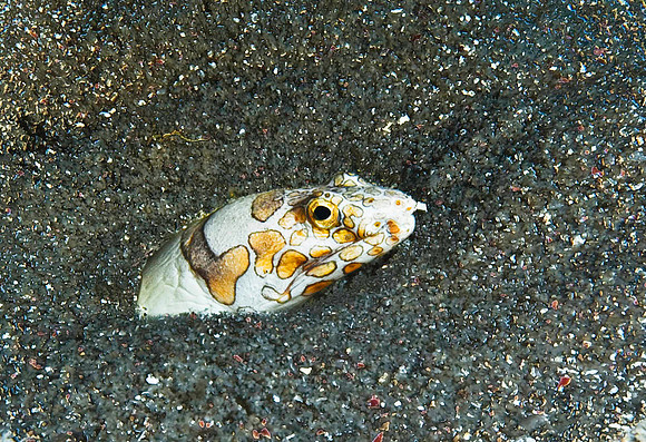 Snake Eel 0224