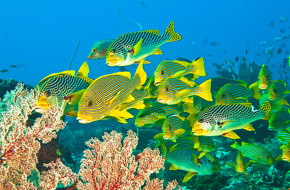 Sweetlips0256