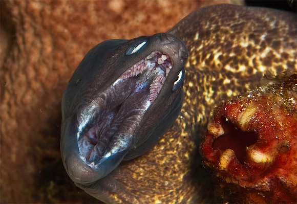 Moray Eel 4445