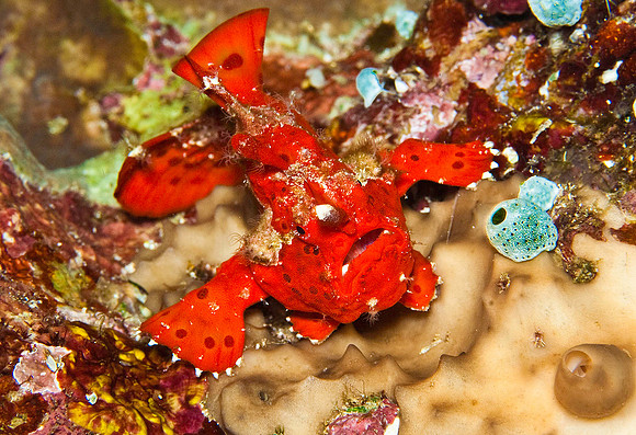 Frogfish 4103