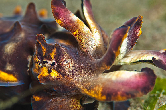 Flamboyant Cuttlefish displaying "light show" 4813