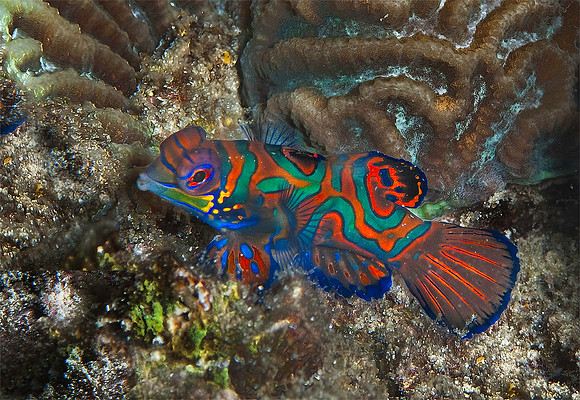 Mandarinfish 4342