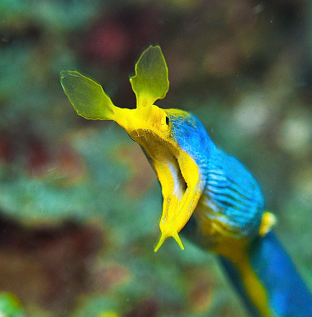 Ribbon Eel 4688
