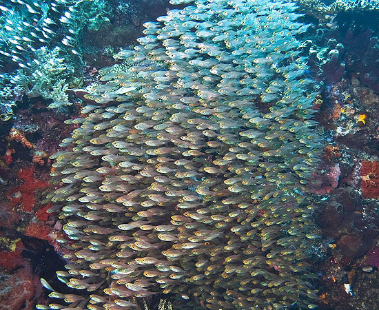 Reef bait fish 0286