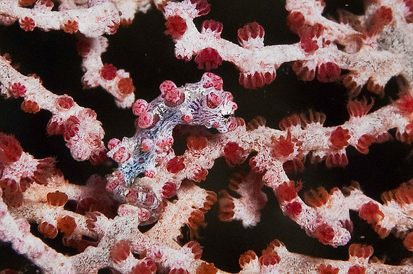 Pygmy Seahorse 4442