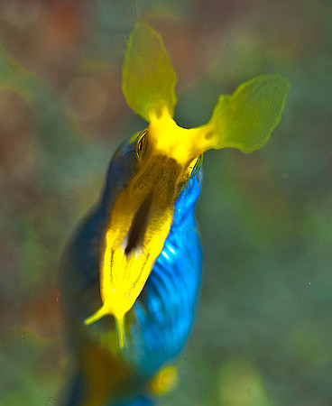 Ribbon Eel 4691